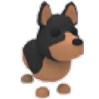 Australian Kelpie