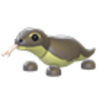 Komodo Dragon