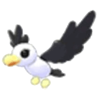 Pilot Gull