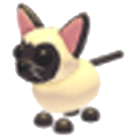 Siamese Cat