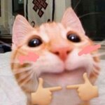 CuteCat