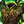 League of Legends Classic Warmog's Armor item
